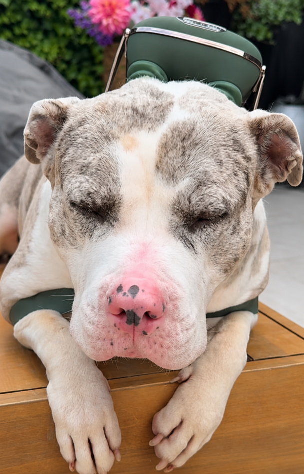 Porvera™ Calm Collar