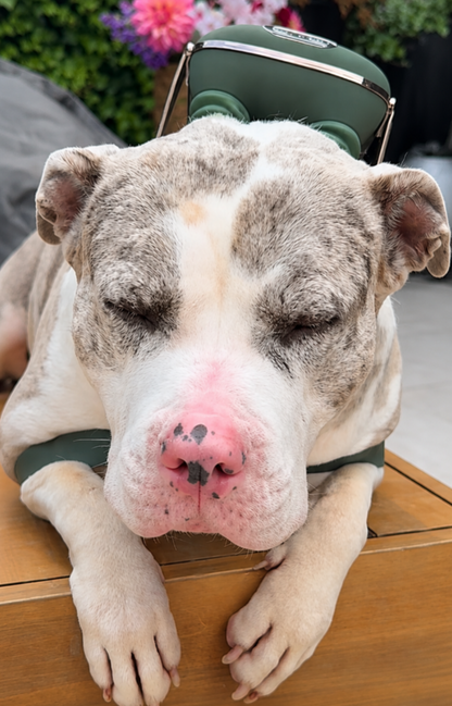 Porvera™ Calm Collar